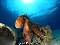 Octopus showing off take 2 by Adolfo Maciocco 